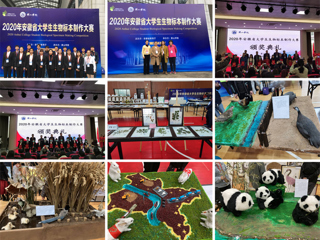 beat365官网学生在安徽省大学生生物标本制作大赛中再创佳绩