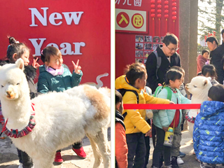 beat365官方网站幼儿园开展“我和羊驼交朋友”亲近自然互动体验活动